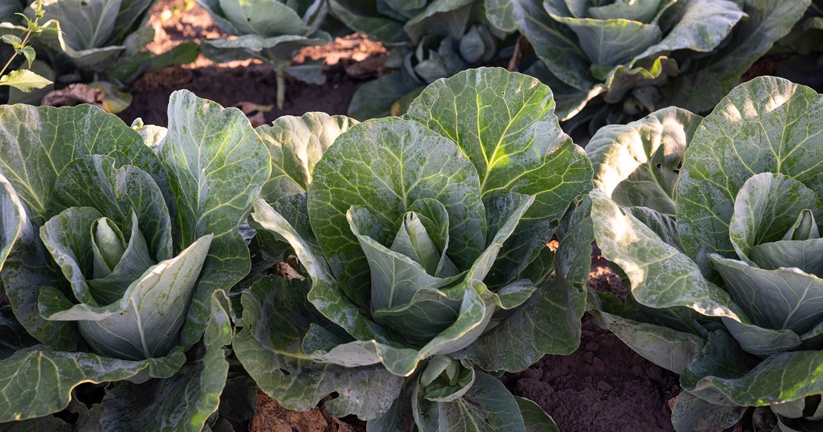 pointed-cabbage-great-example-of-how-we-re-planting-differently-the